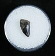 Small Dromaeosaur/Raptor Tooth From Montana #2038-1